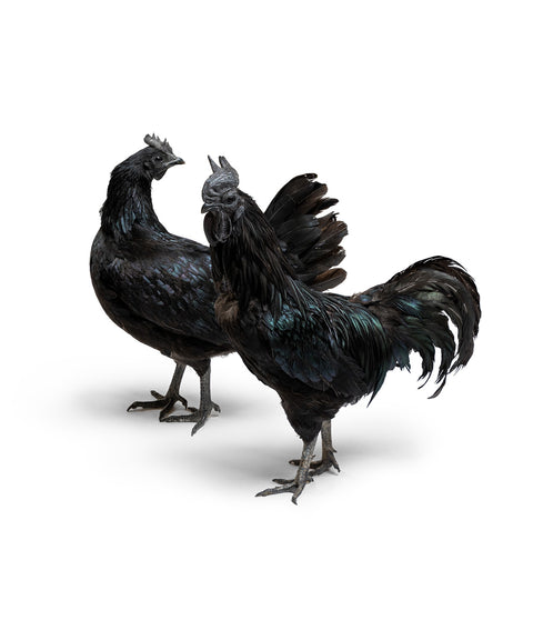 Bruteier Ayam Cemani
